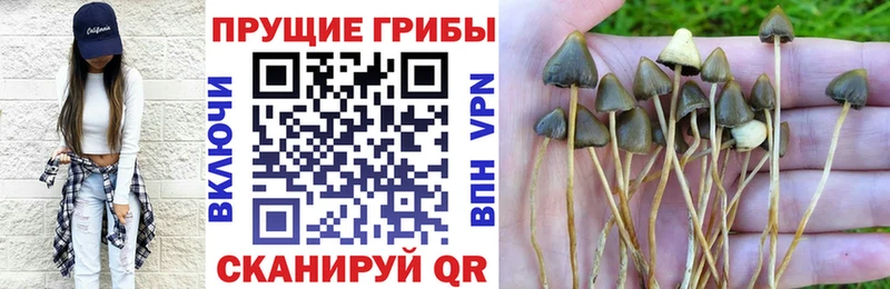 Псилоцибиновые грибы Cubensis где можно купить hydra Мытищи